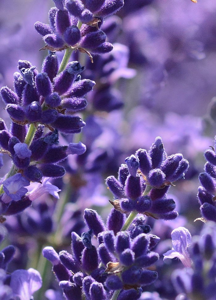 Free HTML5 Bootstrap Template by FREEHTML5.co